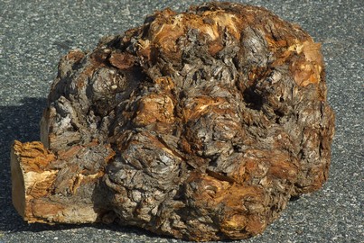 Burl harvested from a felled maple tree